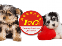 昆明市爱犬协会