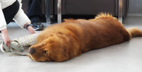 贝康宠物 | 我院一周接诊3例狗狗骨折！这些细节一定要规避