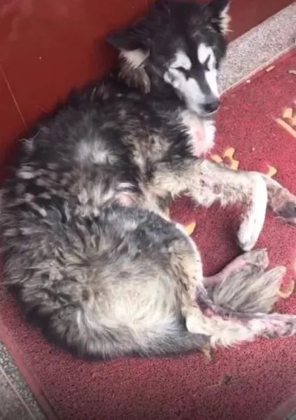 服务涵盖昆明无人机培训、昆明保安服务、昆明物业服务、昆明宠物医疗美容、昆明职业技能培训服务、昆明广告策划、昆明安防监控。