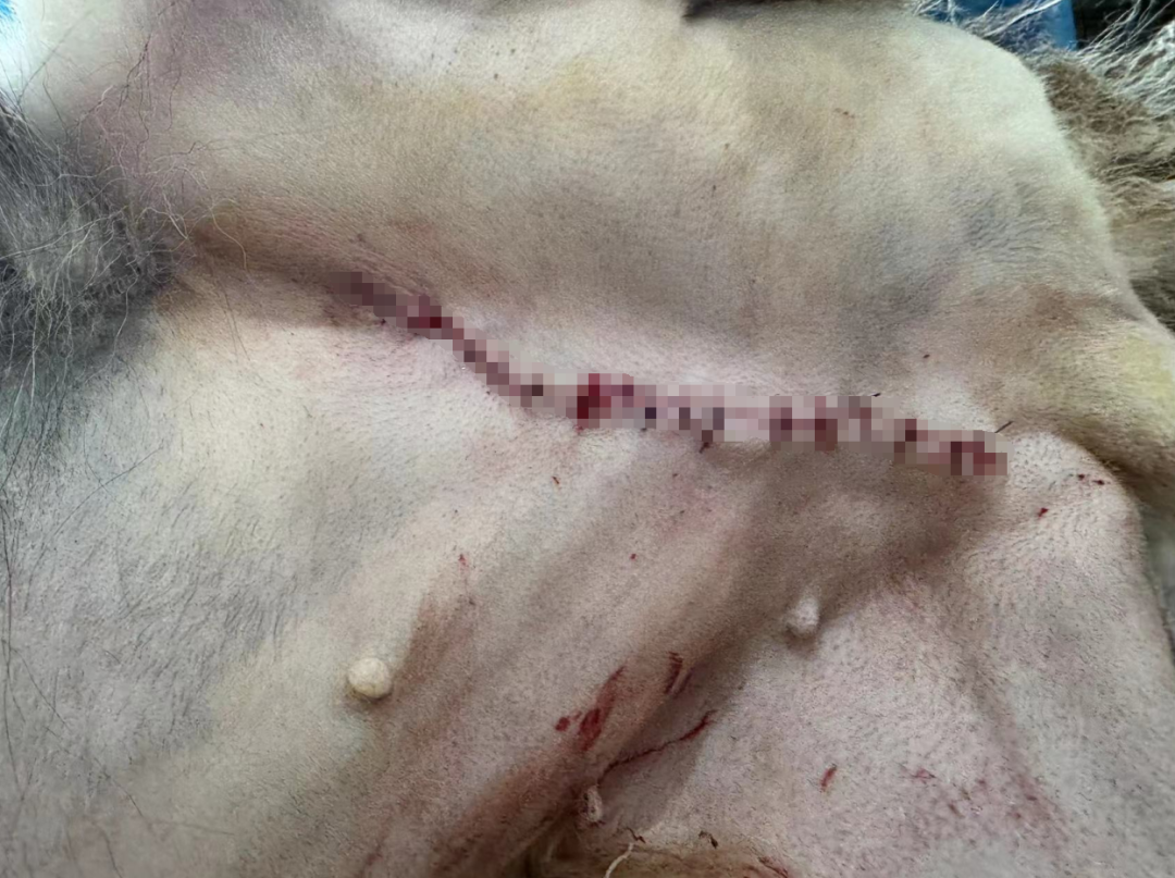 服务涵盖昆明无人机培训、昆明保安服务、昆明物业服务、昆明宠物医疗美容、昆明职业技能培训服务、昆明广告策划、昆明安防监控。