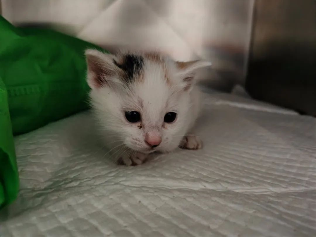 服务涵盖昆明无人机培训、昆明保安服务、昆明物业服务、昆明宠物医疗美容、昆明职业技能培训服务、昆明广告策划、昆明安防监控。