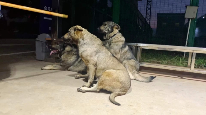 服务涵盖昆明无人机培训、昆明保安服务、昆明物业服务、昆明宠物医疗美容、昆明职业技能培训服务、昆明广告策划、昆明安防监控。