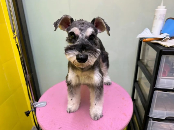 服务涵盖昆明无人机培训、昆明保安服务、昆明物业服务、昆明宠物医疗美容、昆明职业技能培训服务、昆明广告策划、昆明安防监控。