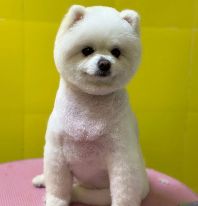 服务涵盖昆明无人机培训、昆明保安服务、昆明物业服务、昆明宠物医疗美容、昆明职业技能培训服务、昆明广告策划、昆明安防监控。