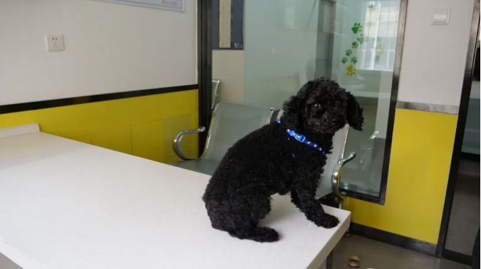 服务涵盖昆明无人机培训、昆明保安服务、昆明物业服务、昆明宠物医疗美容、昆明职业技能培训服务、昆明广告策划、昆明安防监控。