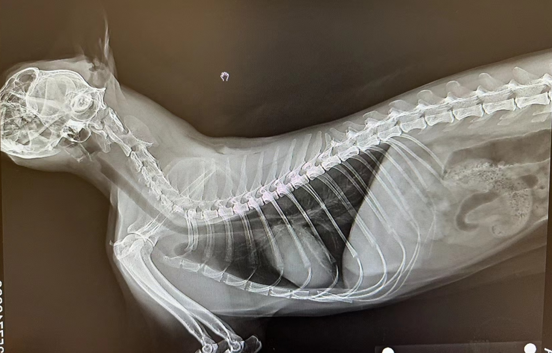 服务涵盖昆明无人机培训、昆明保安服务、昆明物业服务、昆明宠物医疗美容、昆明职业技能培训服务、昆明广告策划、昆明安防监控。