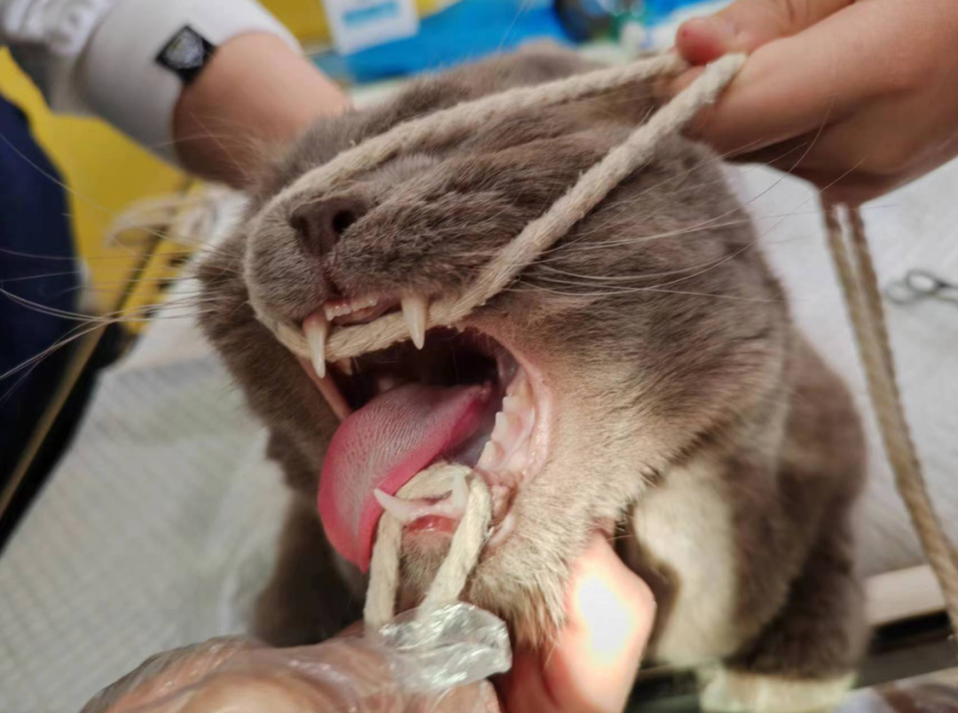 服务涵盖昆明无人机培训、昆明保安服务、昆明物业服务、昆明宠物医疗美容、昆明职业技能培训服务、昆明广告策划、昆明安防监控。