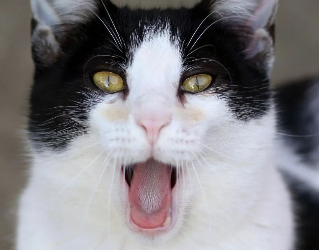 服务涵盖昆明无人机培训、昆明保安服务、昆明物业服务、昆明宠物医疗美容、昆明职业技能培训服务、昆明广告策划、昆明安防监控。