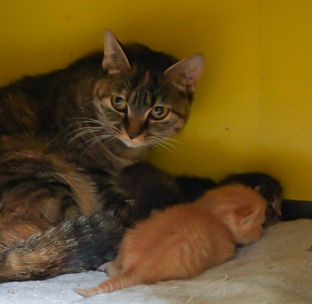 服务涵盖昆明无人机培训、昆明保安服务、昆明物业服务、昆明宠物医疗美容、昆明职业技能培训服务、昆明广告策划、昆明安防监控。