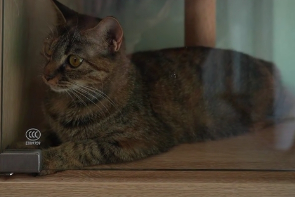 服务涵盖昆明无人机培训、昆明保安服务、昆明物业服务、昆明宠物医疗美容、昆明职业技能培训服务、昆明广告策划、昆明安防监控。