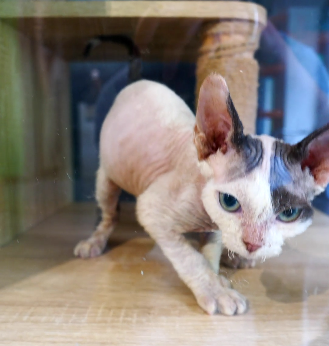 服务涵盖昆明无人机培训、昆明保安服务、昆明物业服务、昆明宠物医疗美容、昆明职业技能培训服务、昆明广告策划、昆明安防监控。