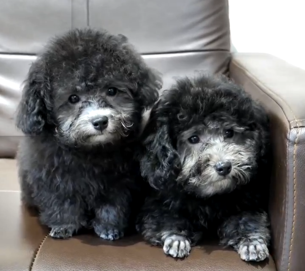 服务涵盖昆明无人机培训、昆明保安服务、昆明物业服务、昆明宠物医疗美容、昆明职业技能培训服务、昆明广告策划、昆明安防监控。