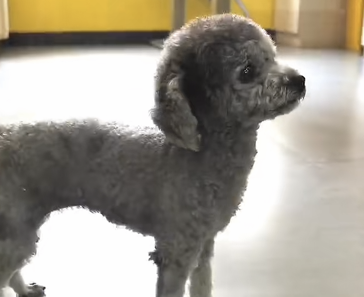 服务涵盖昆明无人机培训、昆明保安服务、昆明物业服务、昆明宠物医疗美容、昆明职业技能培训服务、昆明广告策划、昆明安防监控。