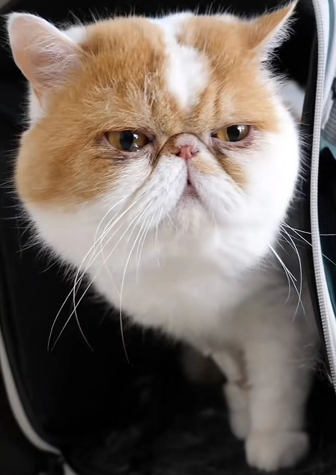 服务涵盖昆明无人机培训、昆明保安服务、昆明物业服务、昆明宠物医疗美容、昆明职业技能培训服务、昆明广告策划、昆明安防监控。