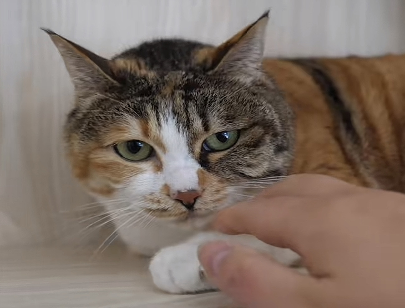 服务涵盖昆明无人机培训、昆明保安服务、昆明物业服务、昆明宠物医疗美容、昆明职业技能培训服务、昆明广告策划、昆明安防监控。