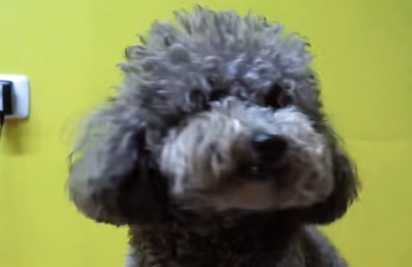 服务涵盖昆明无人机培训、昆明保安服务、昆明物业服务、昆明宠物医疗美容、昆明职业技能培训服务、昆明广告策划、昆明安防监控。