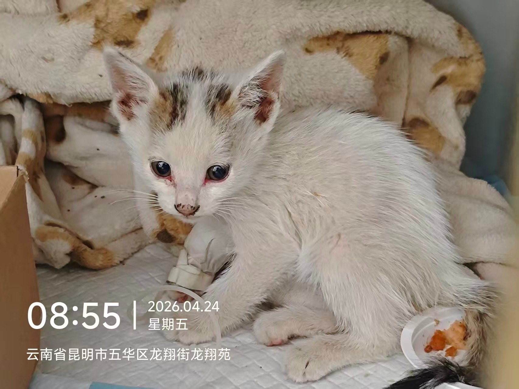 服务涵盖昆明无人机培训、昆明保安服务、昆明物业服务、昆明宠物医疗美容、昆明职业技能培训服务、昆明广告策划、昆明安防监控。