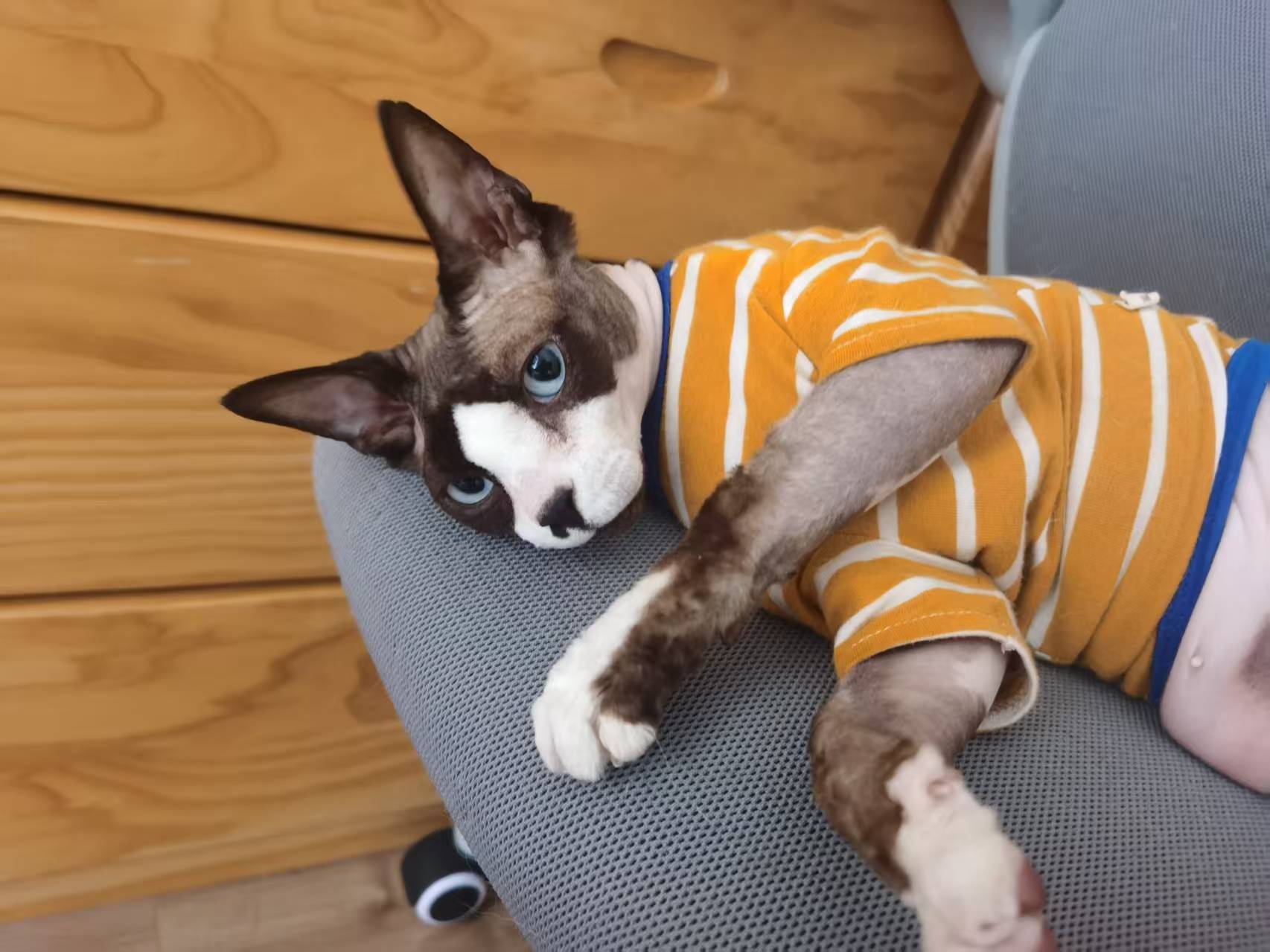 服务涵盖昆明无人机培训、昆明保安服务、昆明物业服务、昆明宠物医疗美容、昆明职业技能培训服务、昆明广告策划、昆明安防监控。
